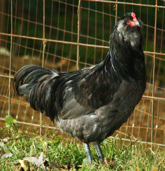 Blue Ameraucana rooster with pea comb, muffs, and beard
