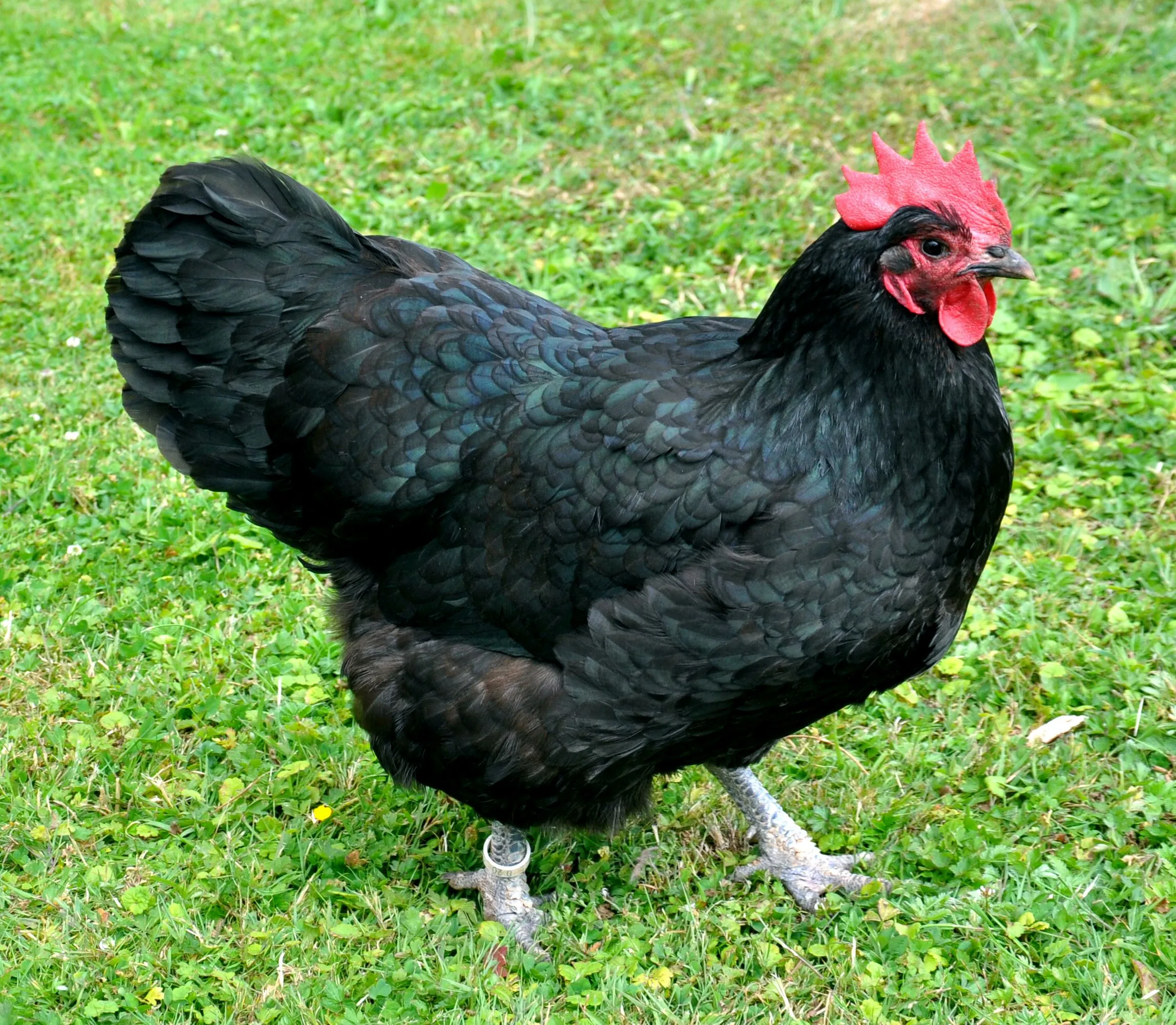 Black Australorp hen