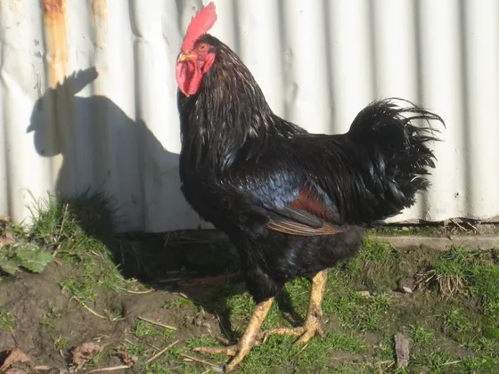 Barnevelder rooster with dark mahogany plumage