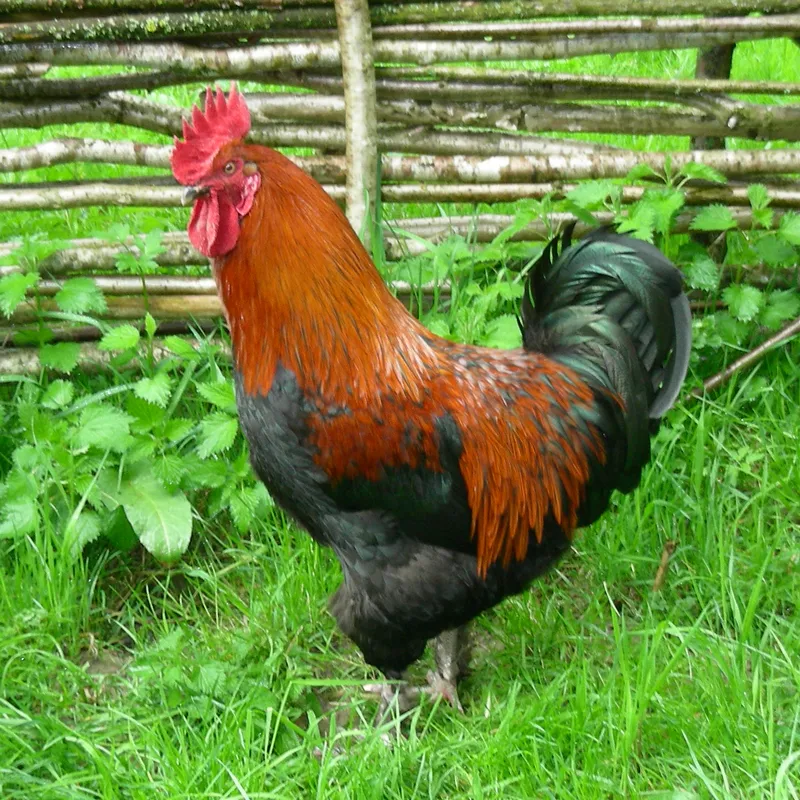 Black Copper Marans rooster with dark copper-black plumage