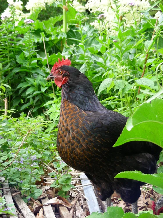 Black Star hen (labelled 'Black Sex Link' on Wikimedia Commons — the same hybrid class under a different common name)