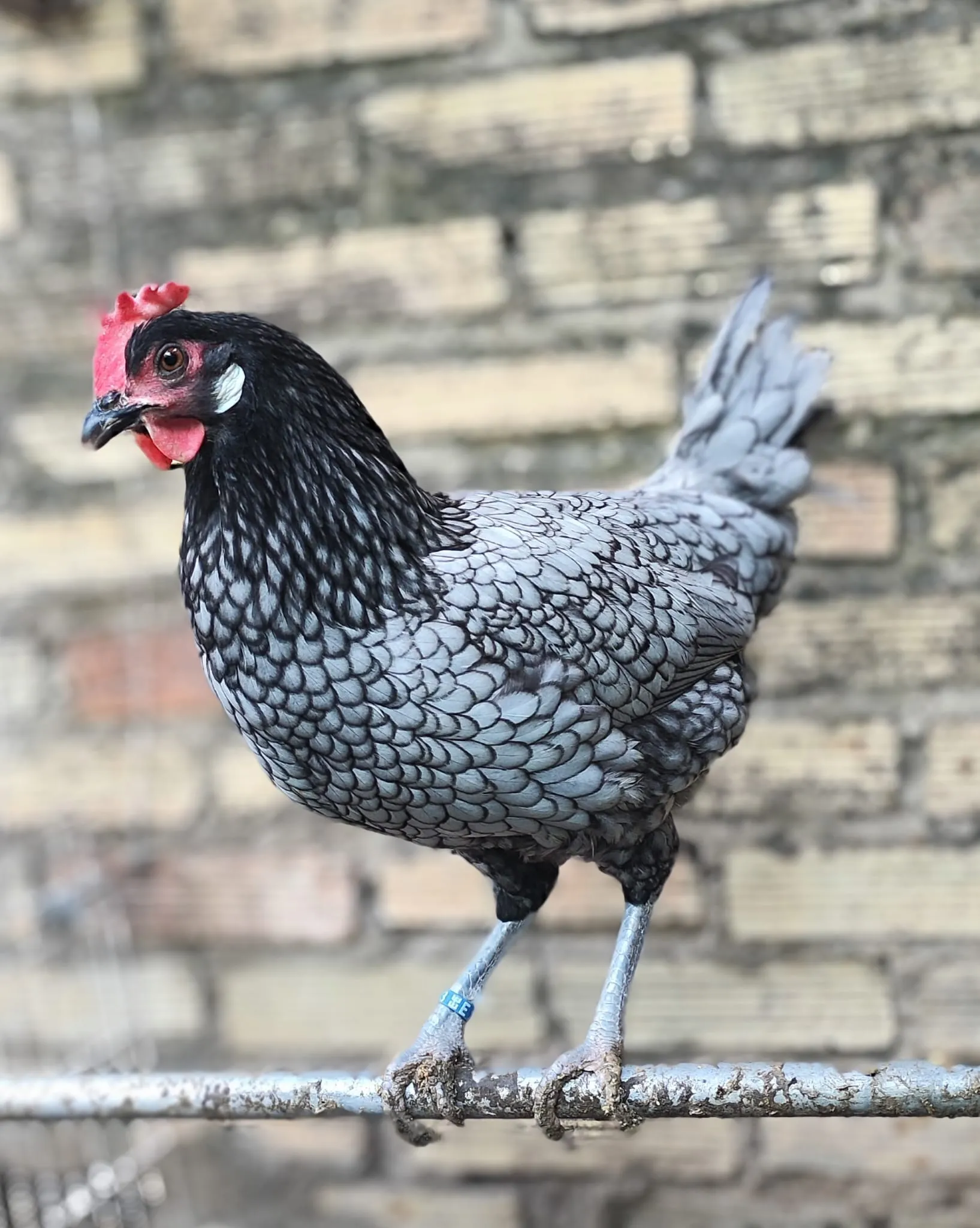 Blue Andalusian hen with slate-blue lacing and a single comb