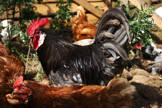 Blue Andalusian rooster with slate-blue lacing and a single comb