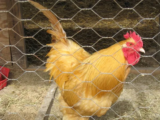 Buff Orpington rooster with golden-buff plumage