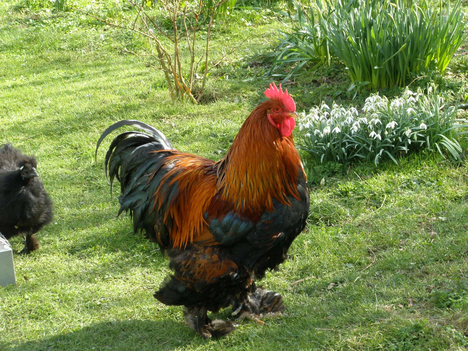 Partridge Cochin cockerel with single comb, cushioned body, and heavily feathered shanks and feet