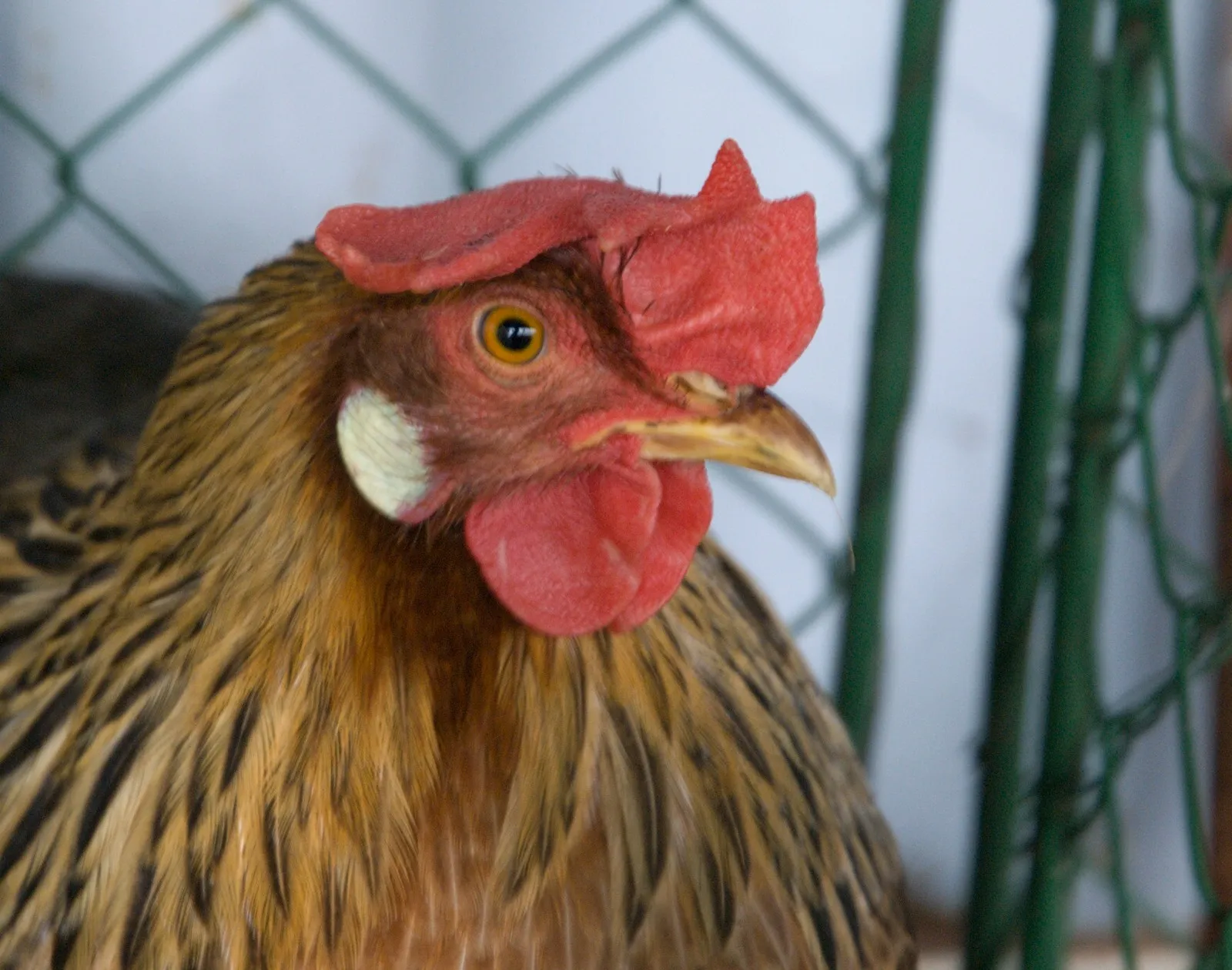Cream Legbar hen with crested head and cream barred plumage