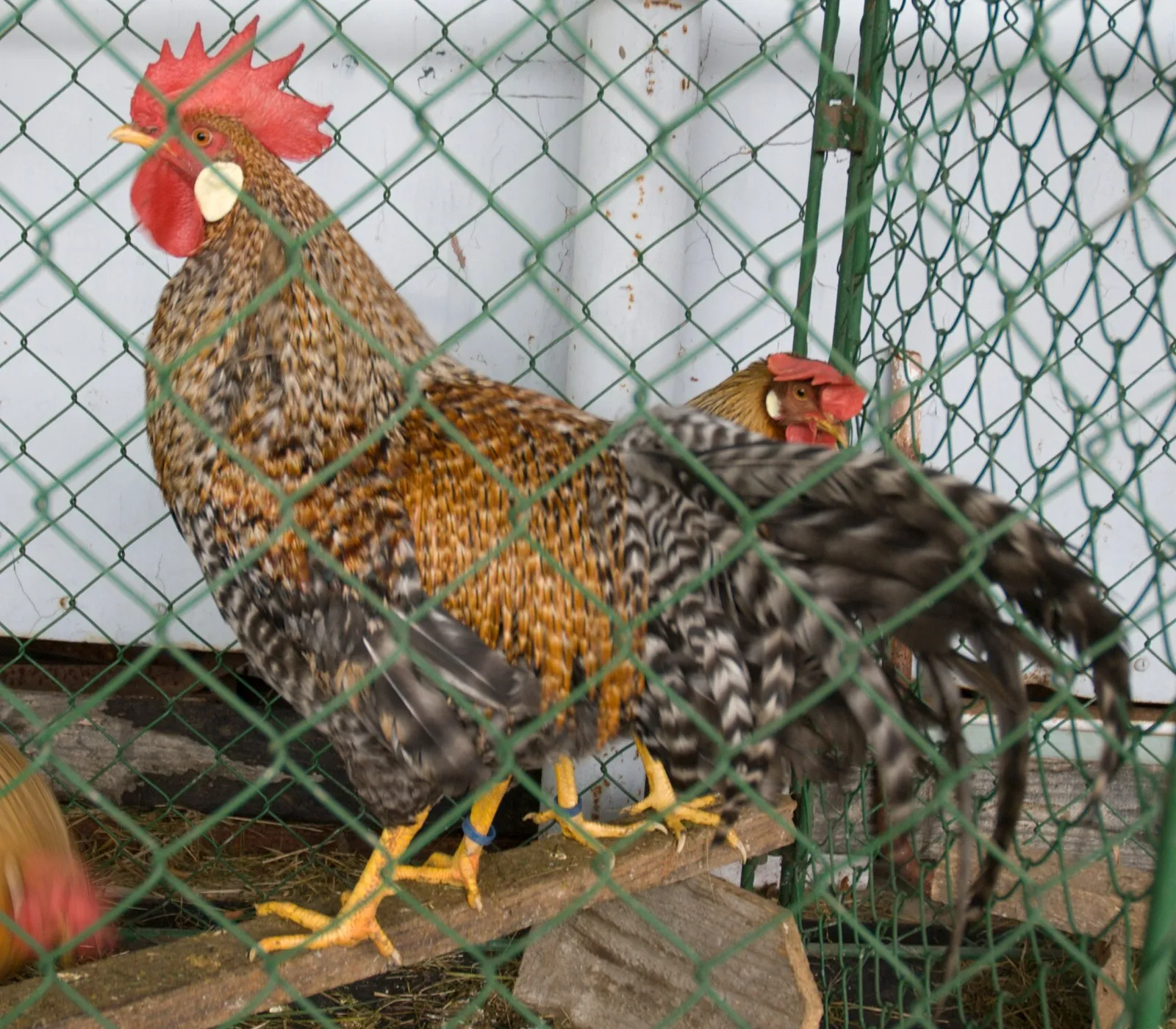 Cream Legbar rooster with crested head and cream barred plumage (Commons file titled 'German Leghorn Cream Legbar' — a European poultry-classification naming convention grouping this Leghorn-derived autosexing breed with the Leghorn family)