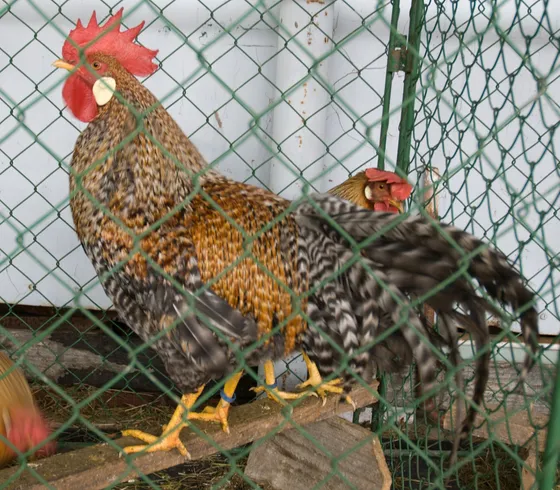 Cream Legbar rooster with crested head and cream barred plumage (Commons file titled 'German Leghorn Cream Legbar' — a European poultry-classification naming convention grouping this Leghorn-derived autosexing breed with the Leghorn family)