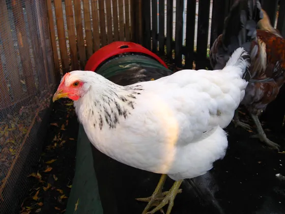 Delaware hen with white plumage and black barring