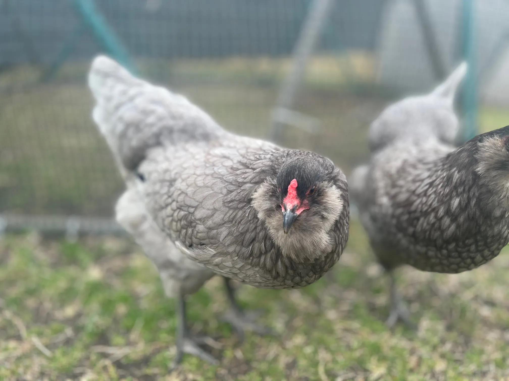 Example Easter Egger hen with full beard and muffs — appearance varies by parentage, not a fixed breed look