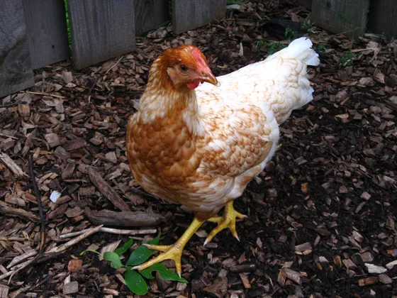 Red sex-link pullet with chestnut and white plumage, single comb and yellow legs — Golden Comet is a trade name for this hybrid class rather than a single pedigree