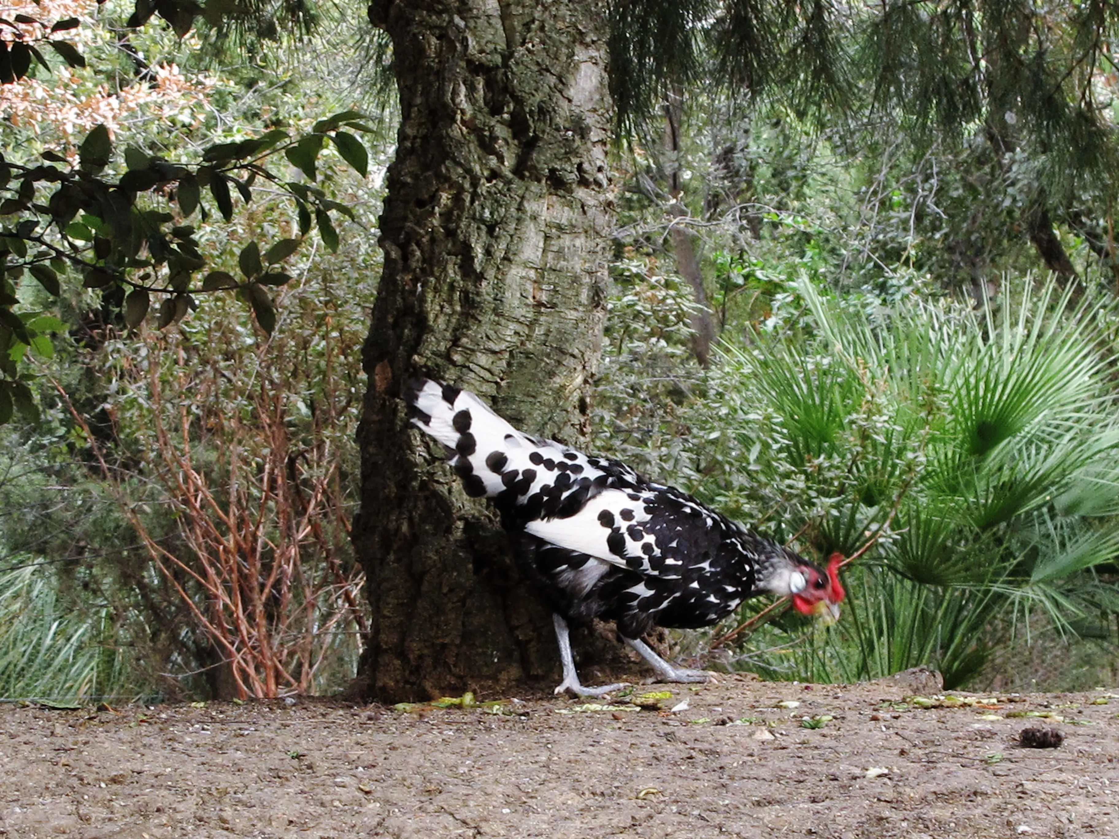 Silver Spangled Hamburg hen with rose comb and black-spangled plumage
