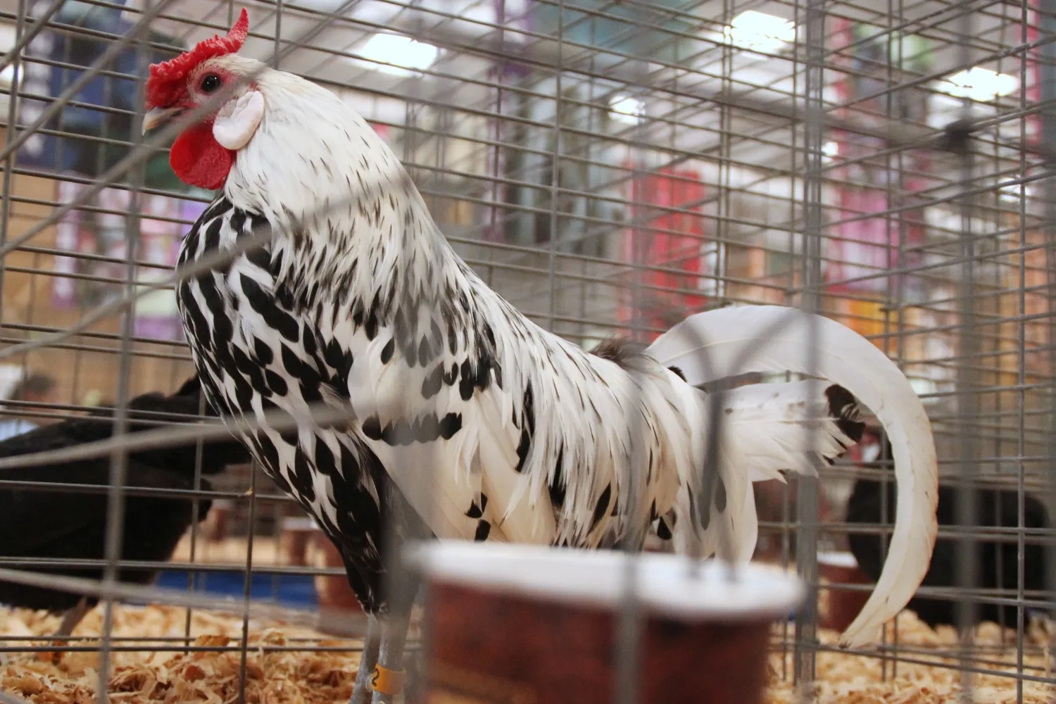 Silver Spangled Hamburg rooster with rose comb and black-spangled plumage
