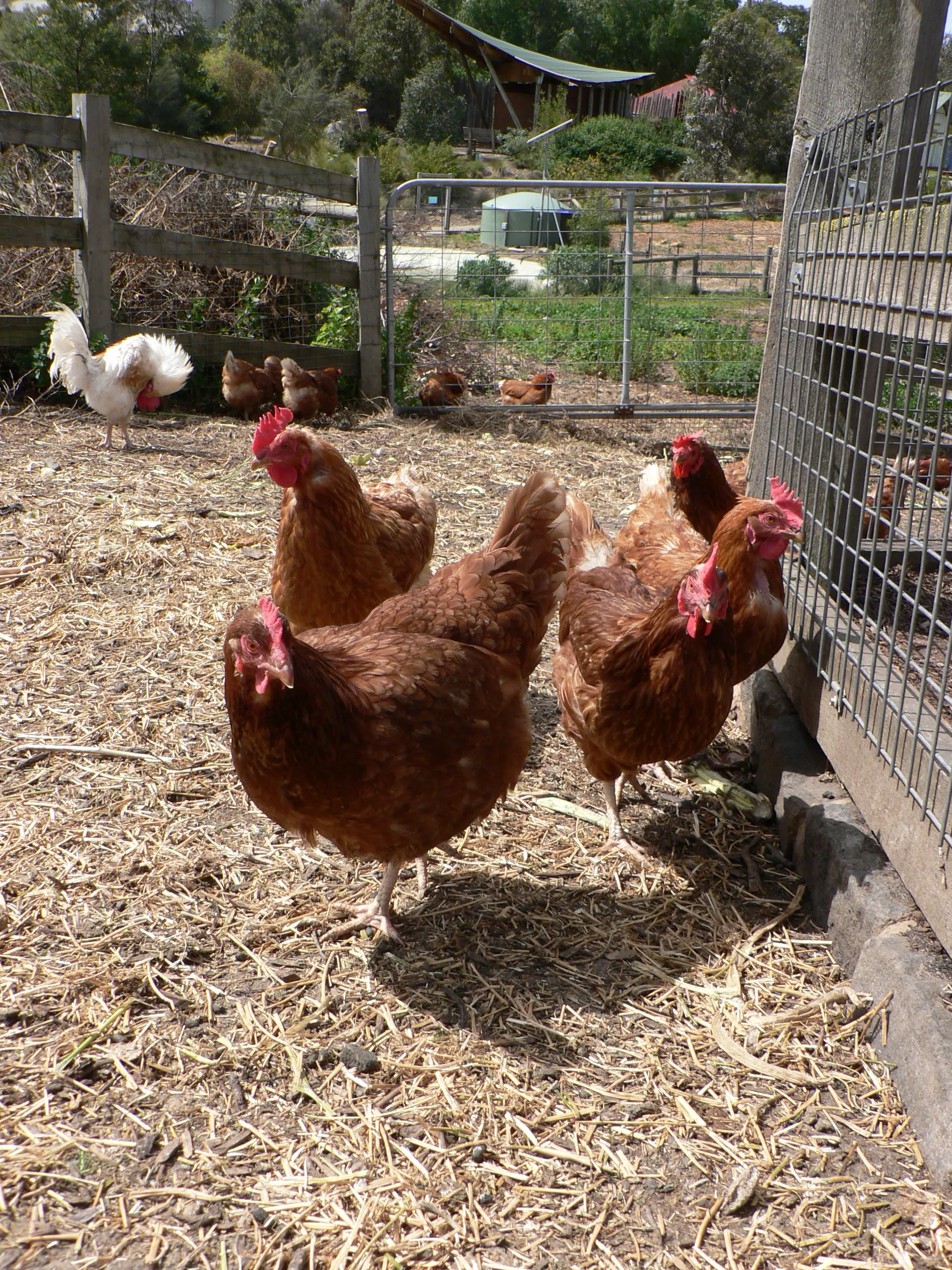 Free-range ISA Brown hens