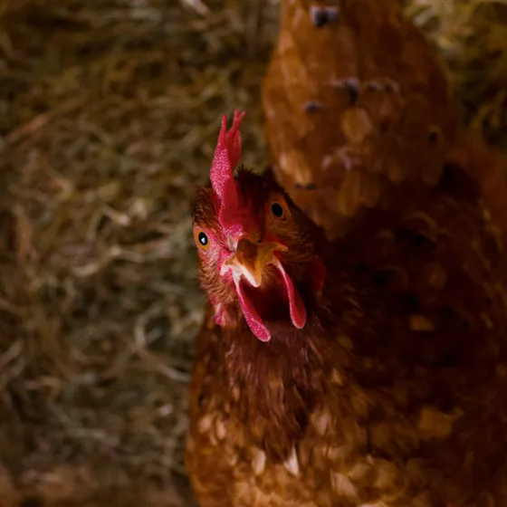 ISA Brown hen with chestnut-brown plumage