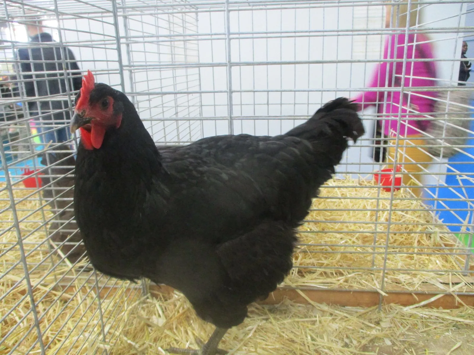 Black Jersey Giant hen with single comb and deep, angular body, shown at the Paris agricultural show