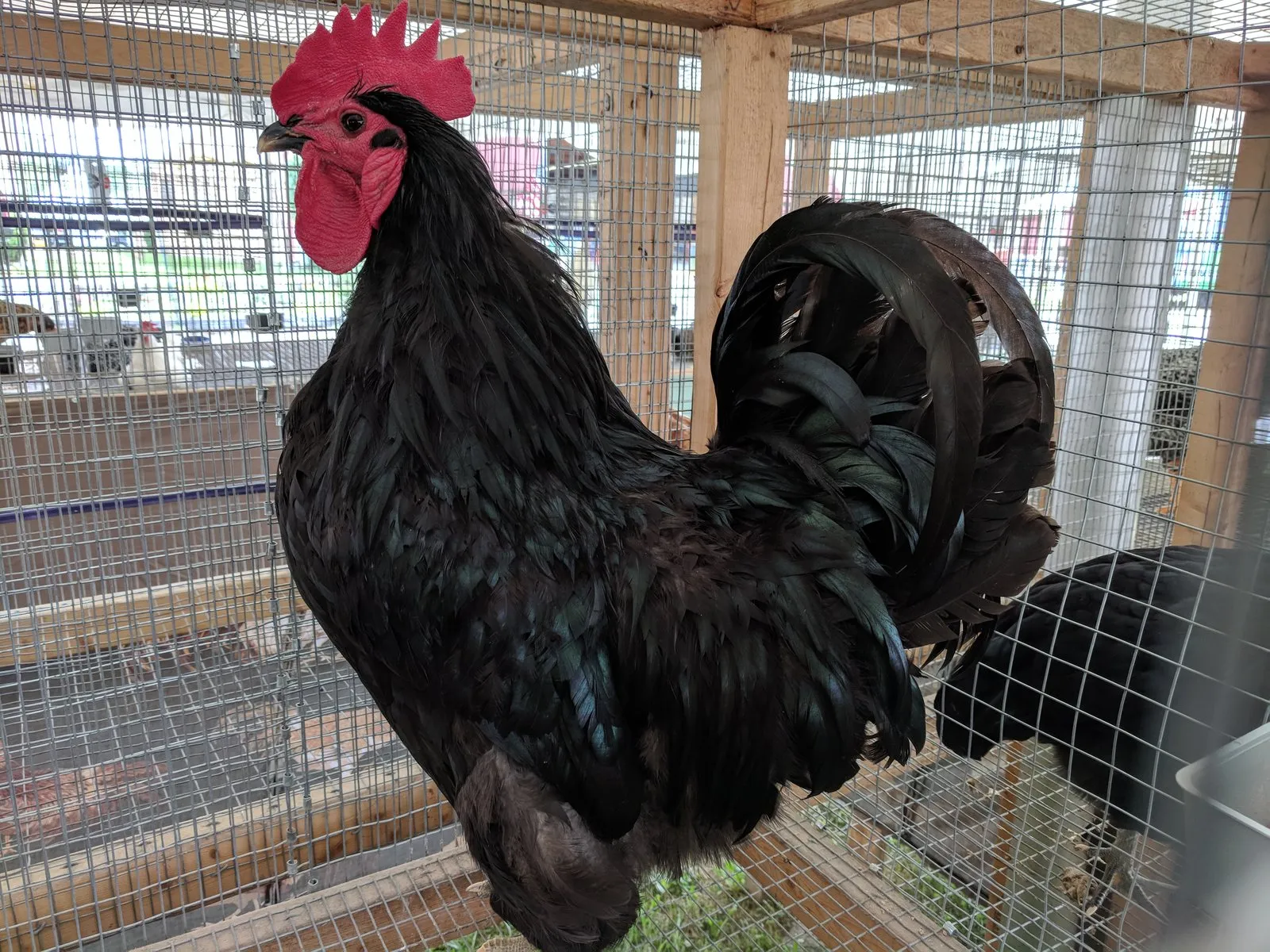 Black Jersey Giant cockerel with single comb and beetle-green sheen on black plumage, shown at a county fair