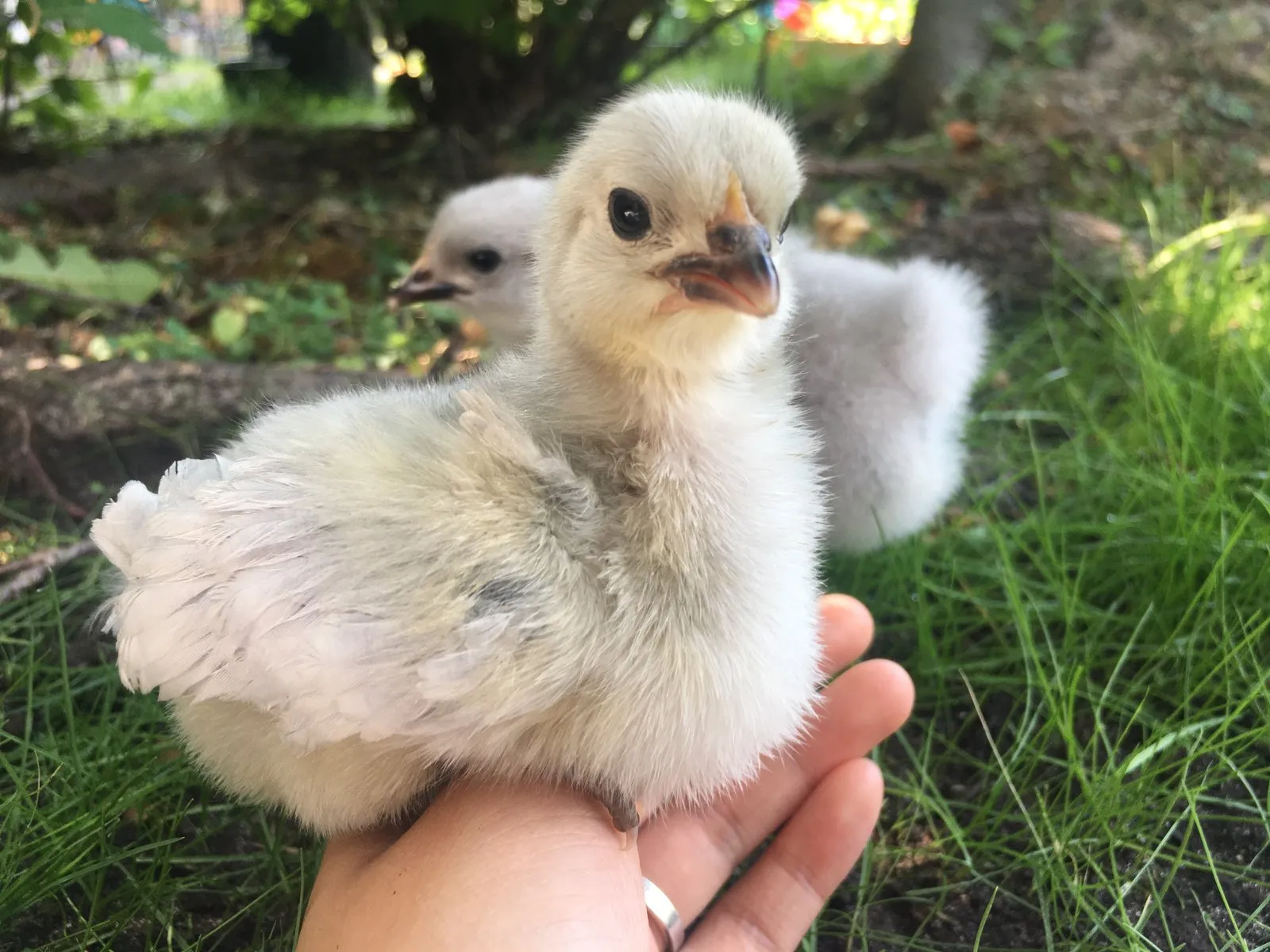 Two Lavender Orpington chicks with uniform pale lavender down — the result of a recessive colour that breeds true
