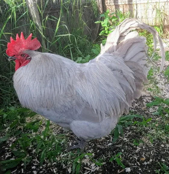 Lavender Orpington rooster showing the even, unlaced self-blue plumage that distinguishes lavender from Blue