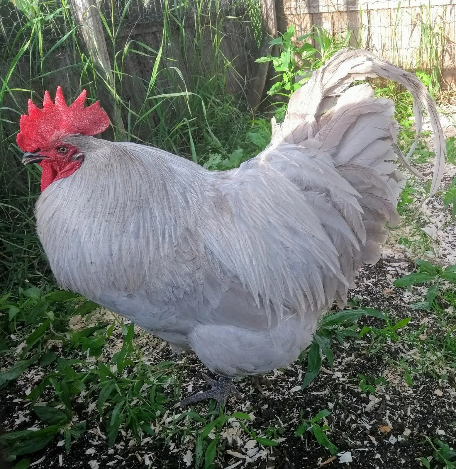 Lavender Orpington rooster showing the even, unlaced self-blue plumage that distinguishes lavender from Blue