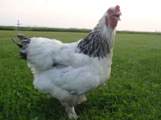 Light Brahma hen with white body plumage and black-laced neck hackle