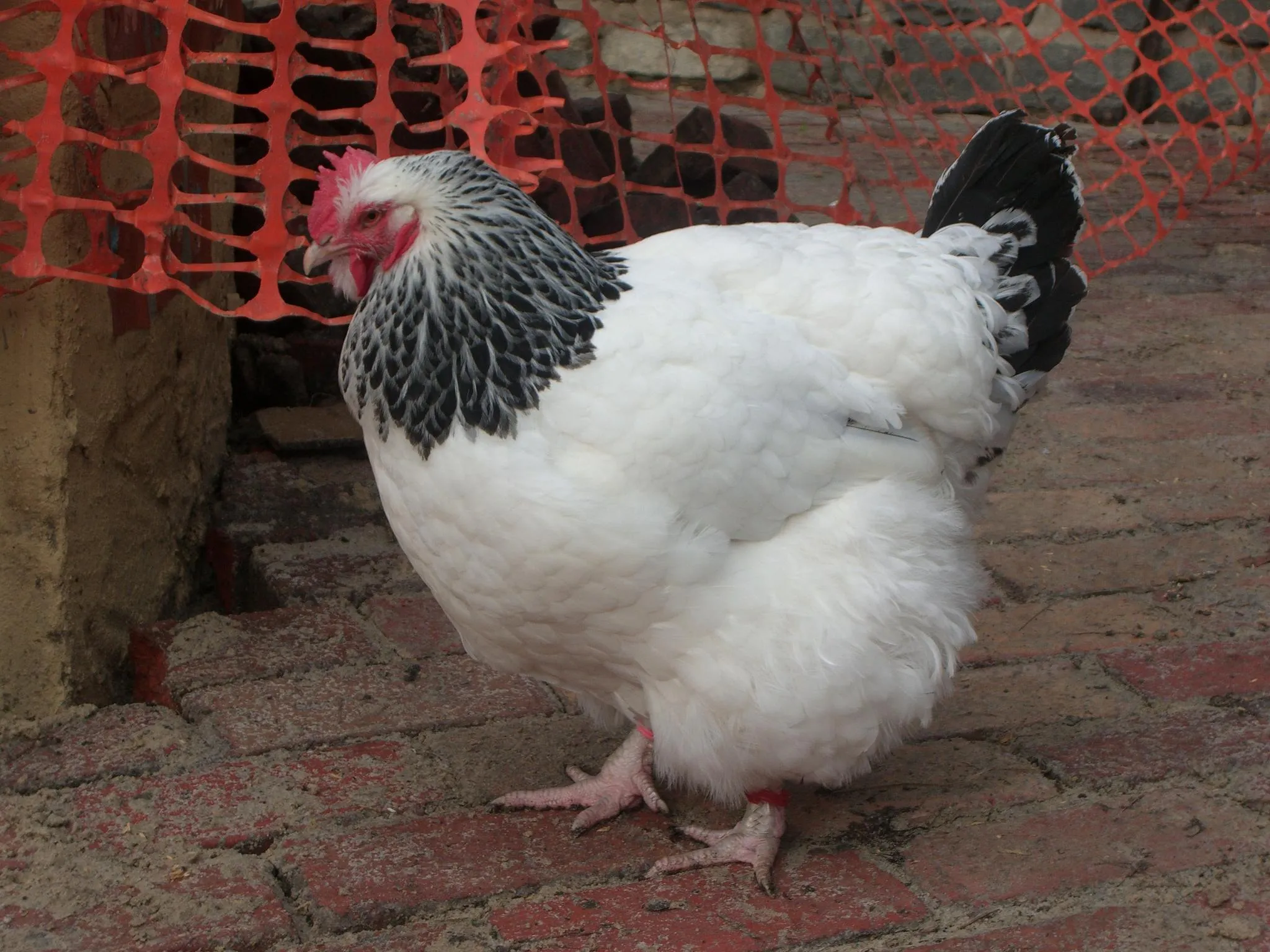 Light Sussex hen