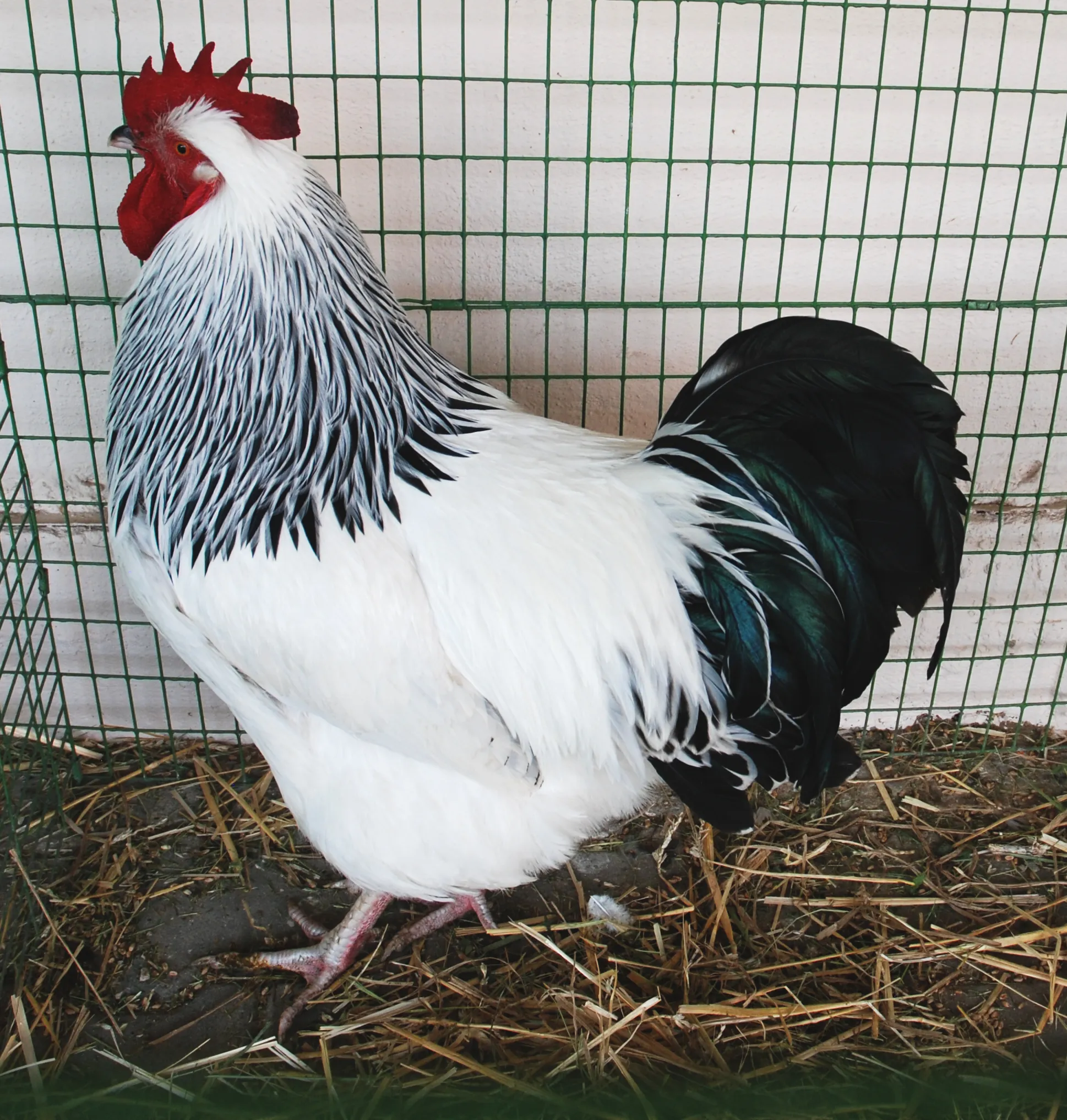 Light Sussex rooster with white body and black hackle and tail markings