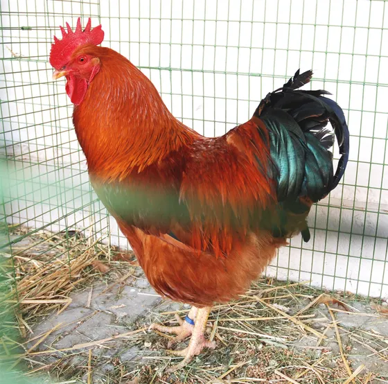 New Hampshire Red rooster with lighter chestnut plumage than Rhode Island Red