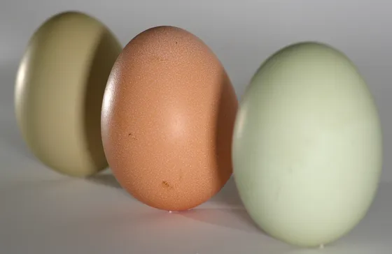 Two olive-green eggs either side of a brown one, showing the range an Olive Egger flock produces