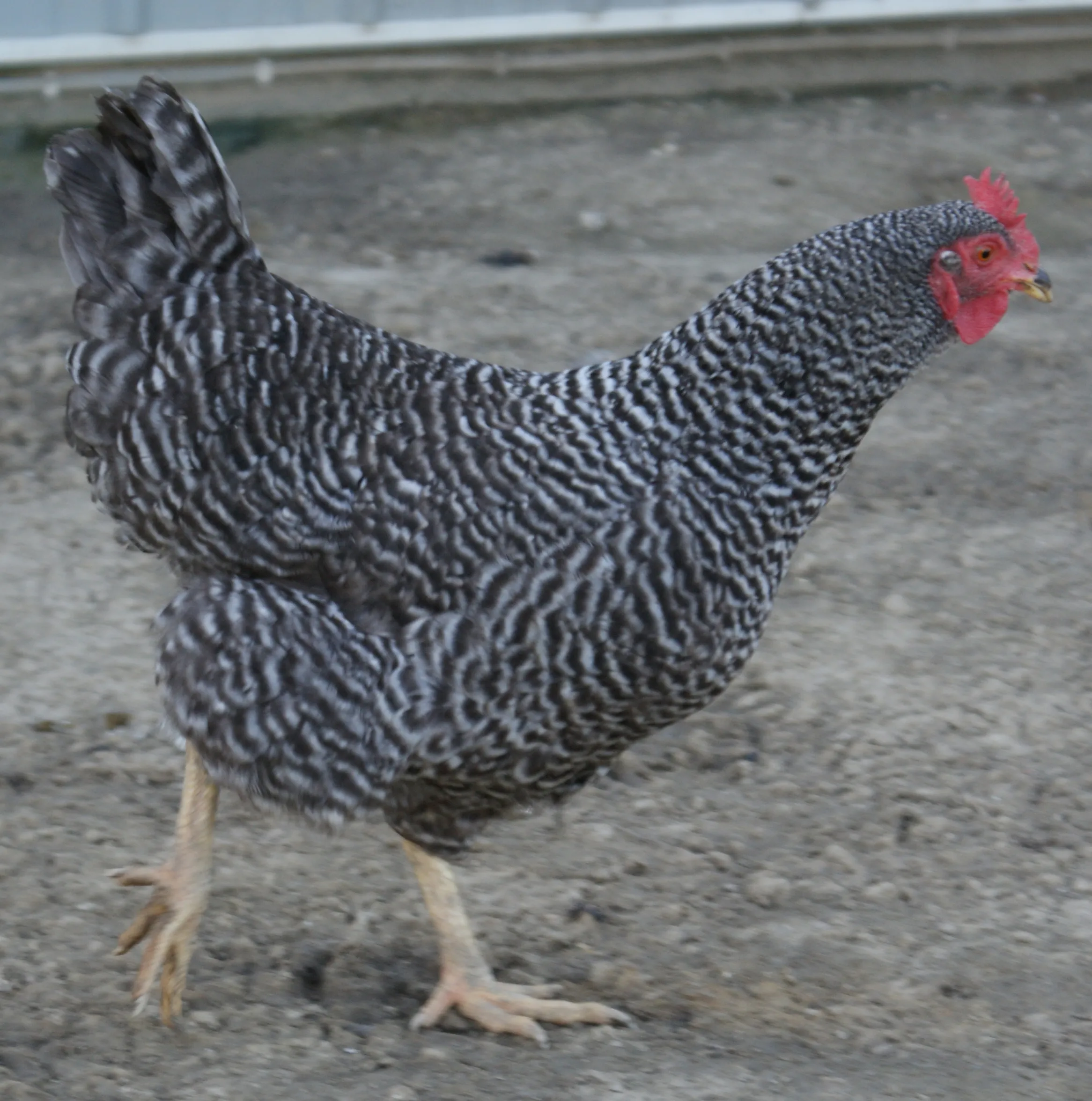 Barred Plymouth Rock hen