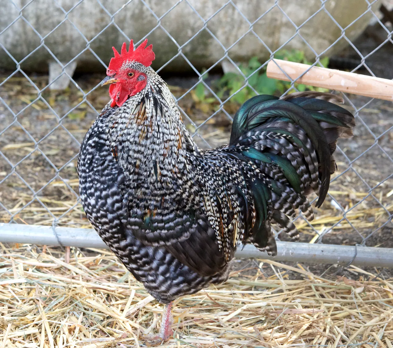 Barred Plymouth Rock rooster with black-and-white barred plumage