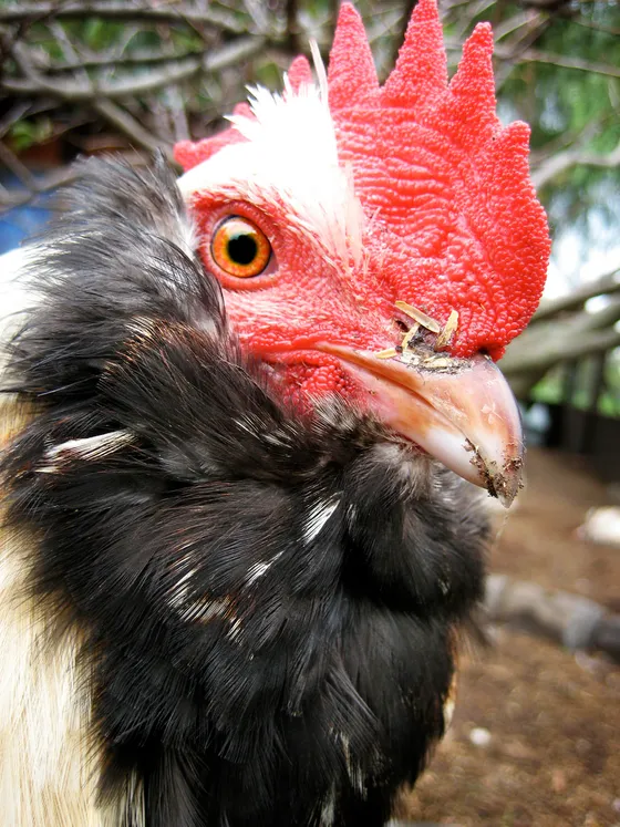 Salmon Faverolles rooster with beard, muffs, and salmon-colored plumage