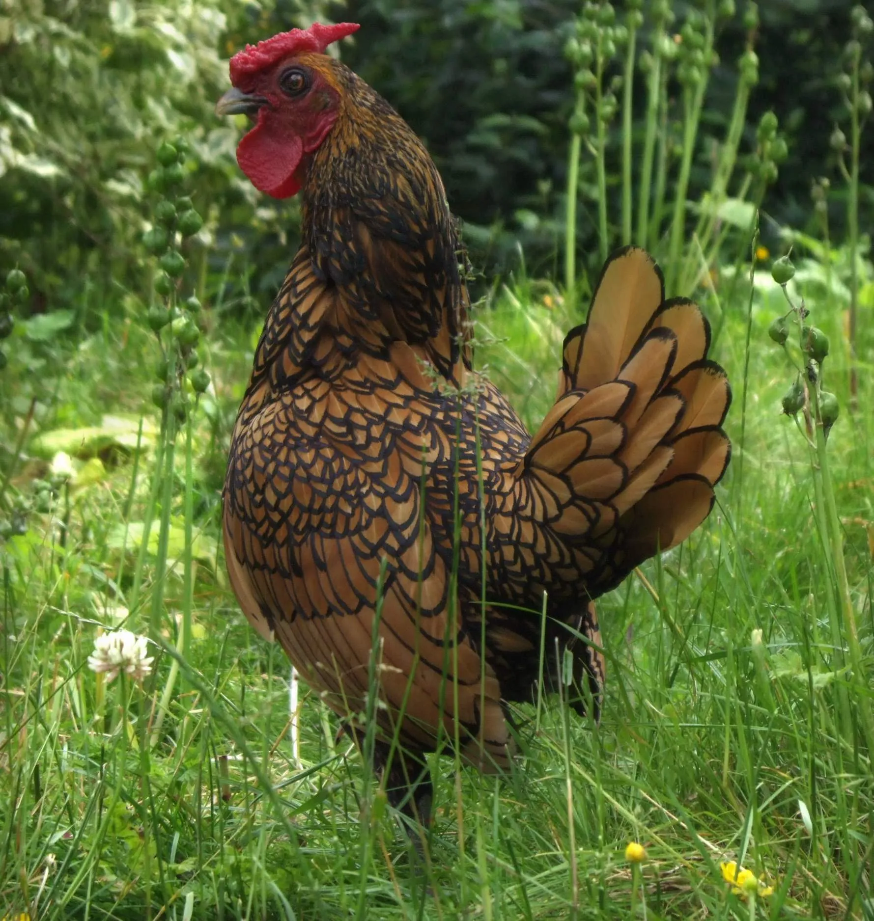 Golden Laced Sebright cockerel showing hen-feathering — rounded tail feathers instead of pointed sickles