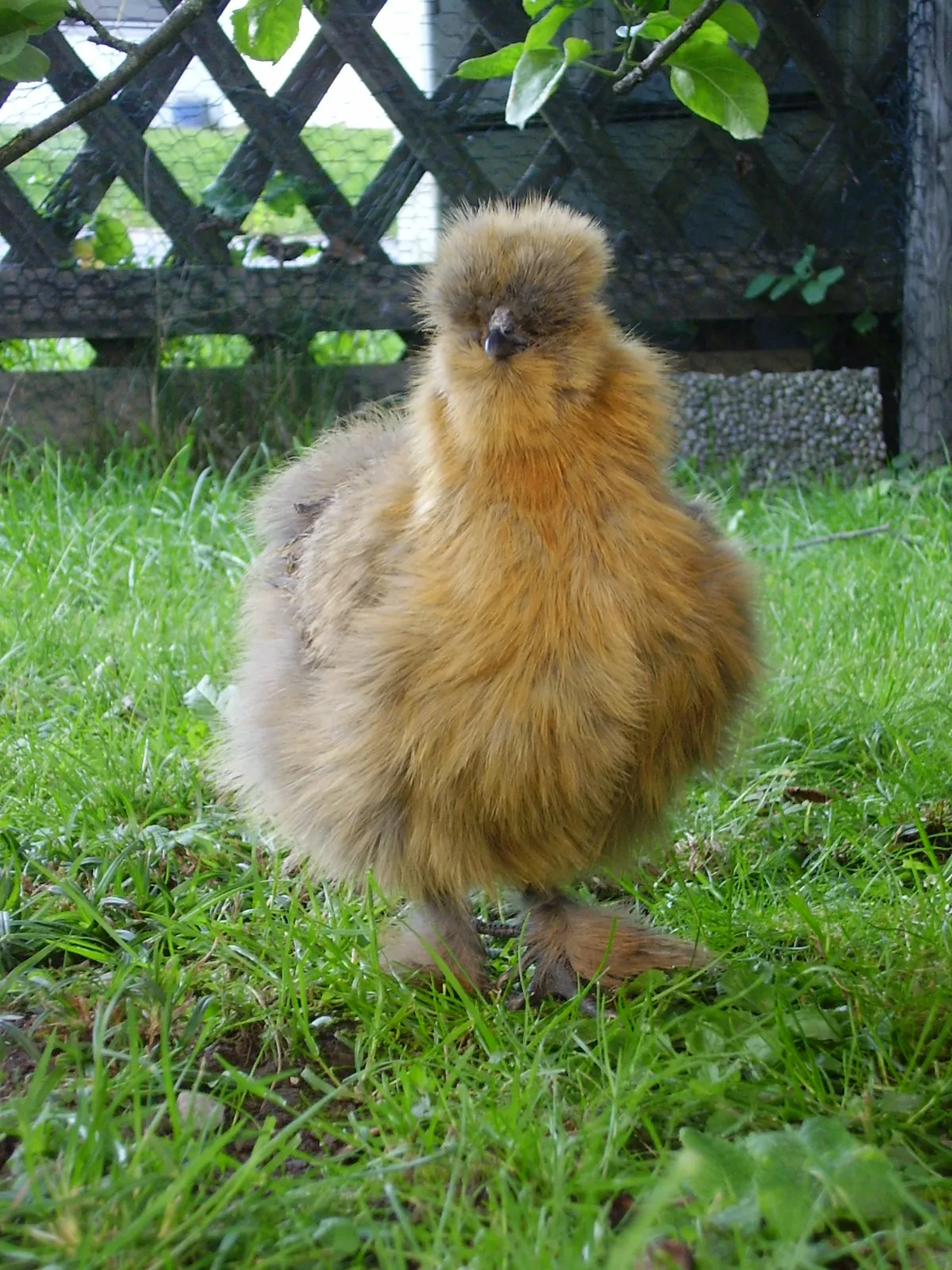 Partridge Silkie hen with fur-like feathers and a crest covering the eyes