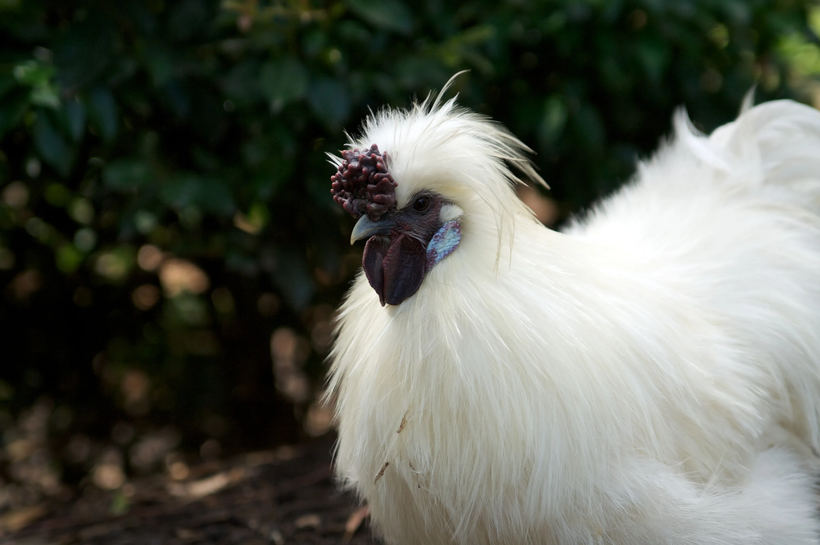 White Silkie rooster with fur-like feathers, walnut comb, and turquoise wattle patch