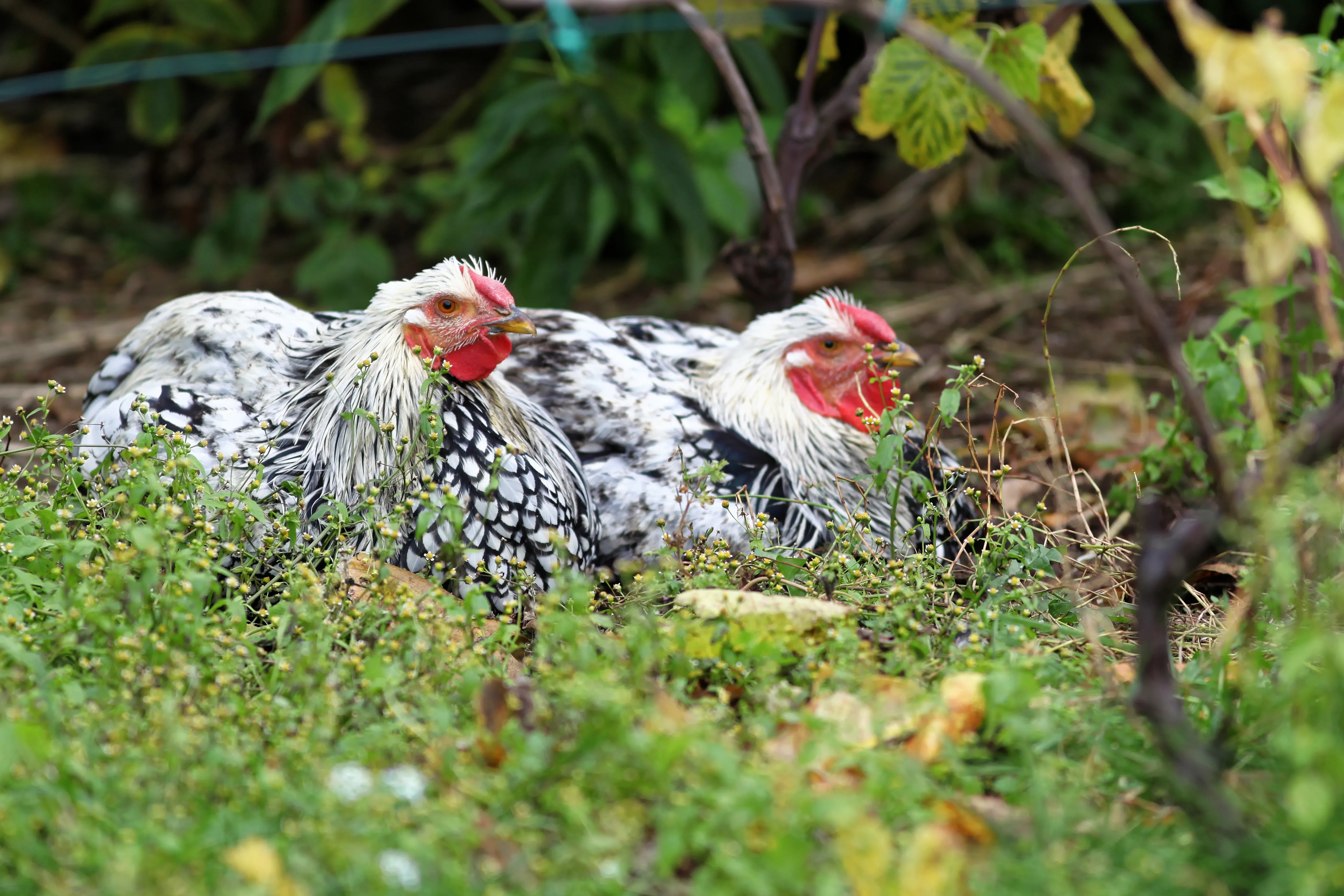 Silver Laced Wyandotte hens