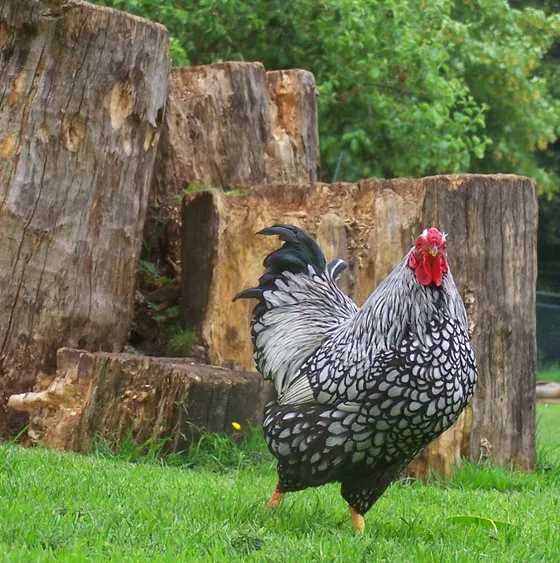 Silver Laced Wyandotte rooster with silvery-white plumage and black lacing