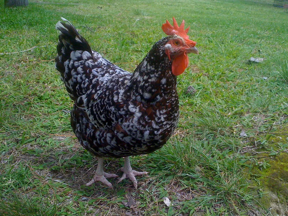 Speckled Sussex hen with mahogany plumage and white feather tips
