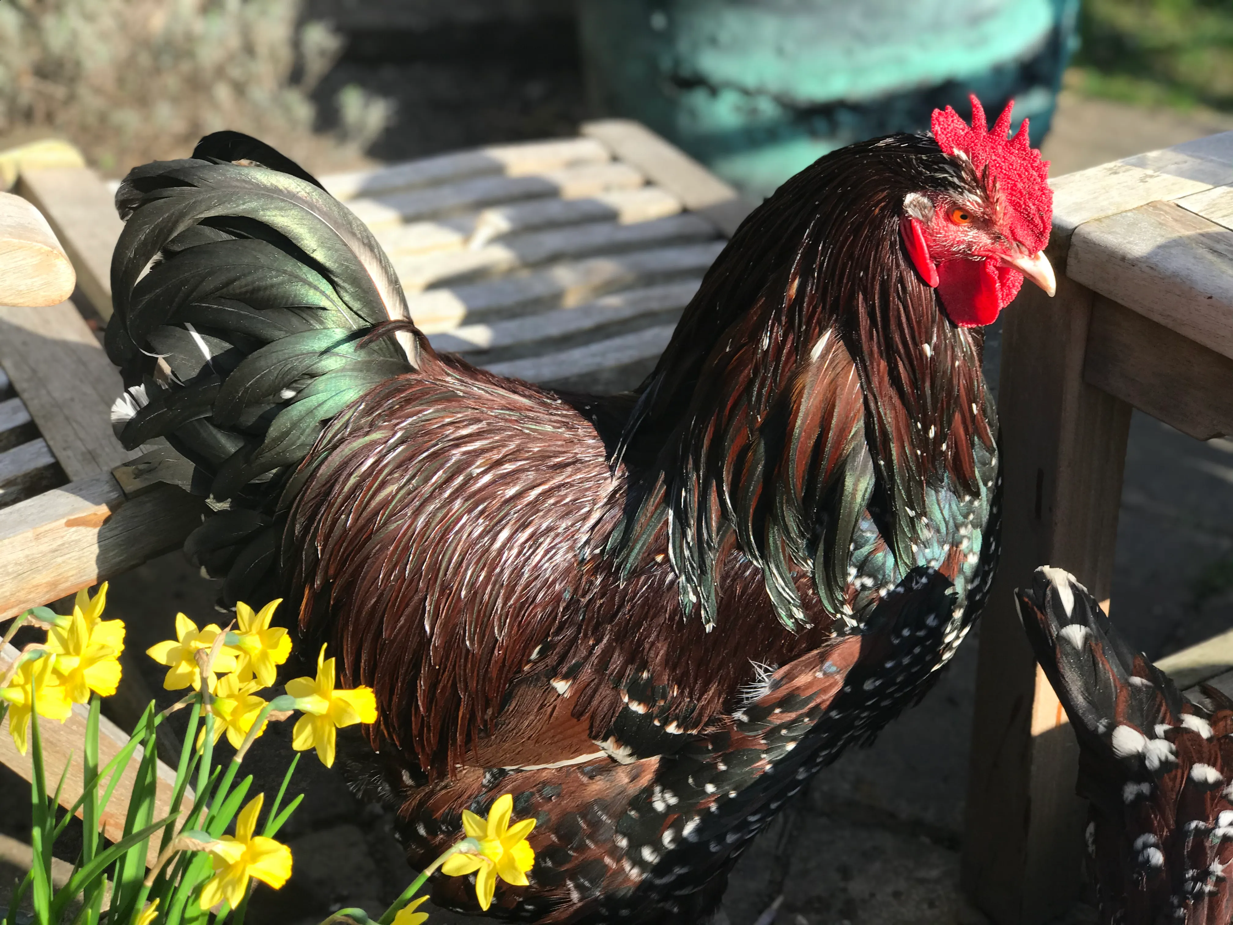 Speckled Sussex rooster with mahogany plumage and white feather tips