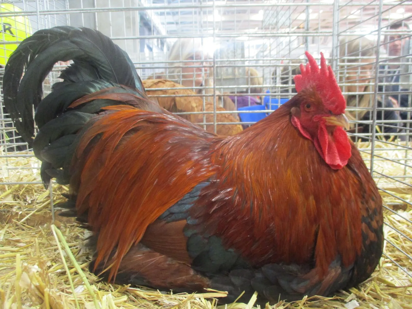 Welsummer rooster with red partridge plumage
