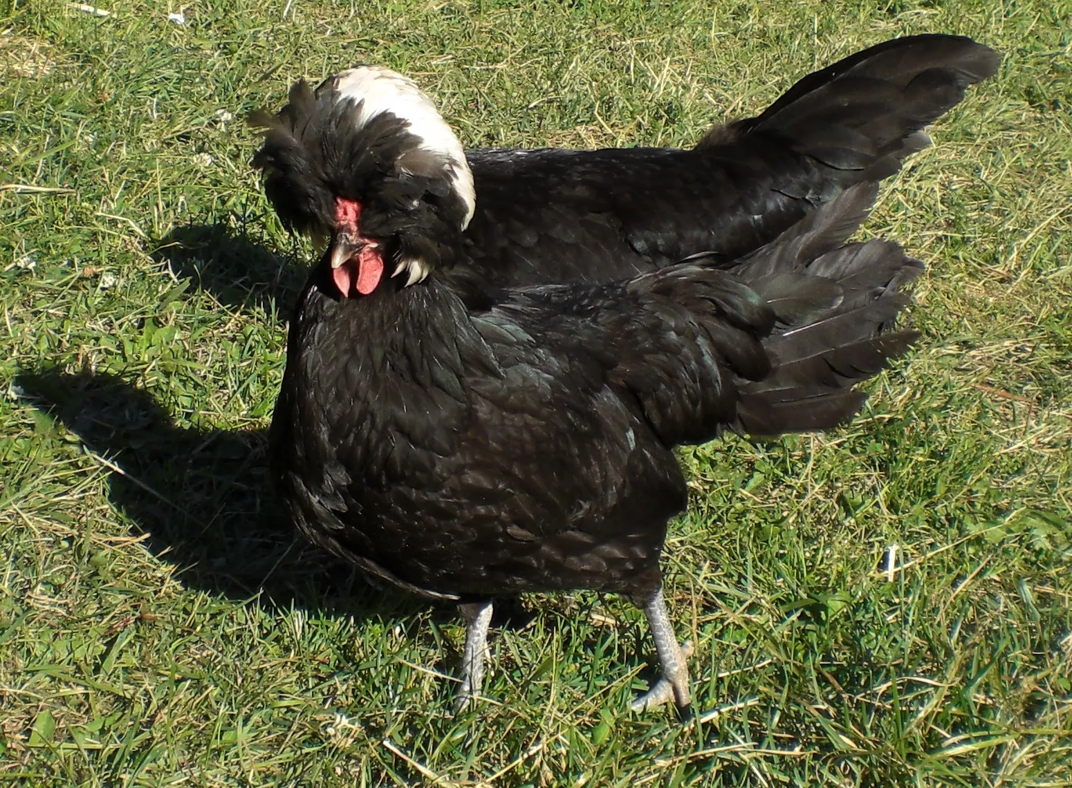 White Crested Black Polish hen with black plumage and a full white crest