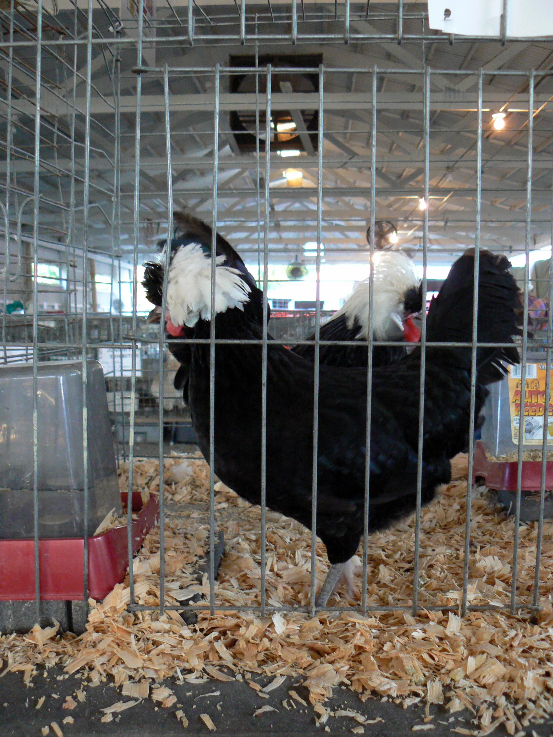 A pair of White Crested Black Polish chickens at a poultry show, showing the breed's solid black body and full white crest