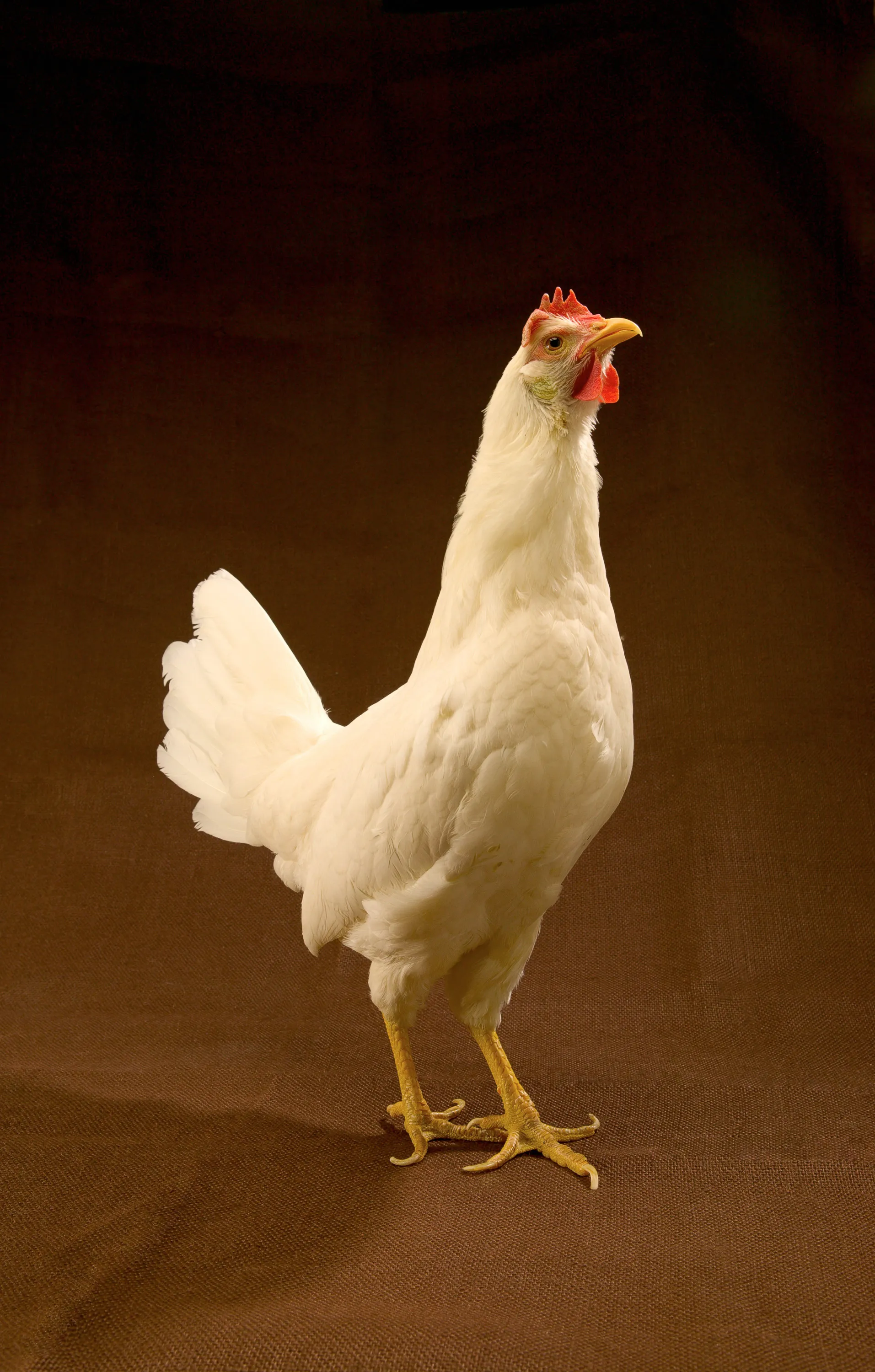 White Leghorn hen with single comb and white plumage