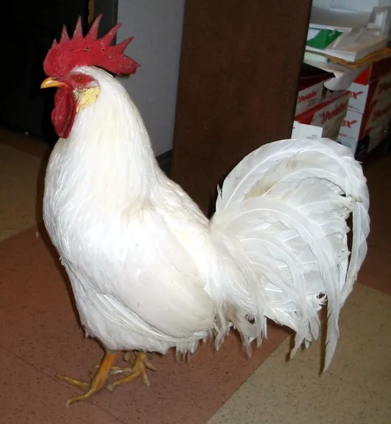 White Leghorn rooster with single comb and white plumage