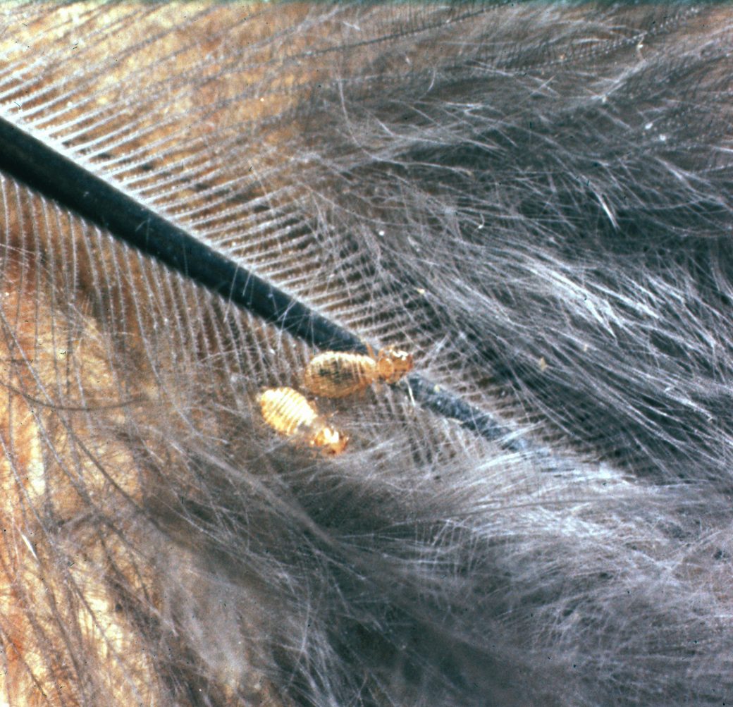 Two pale chicken body lice on the grey down at the base of a feather