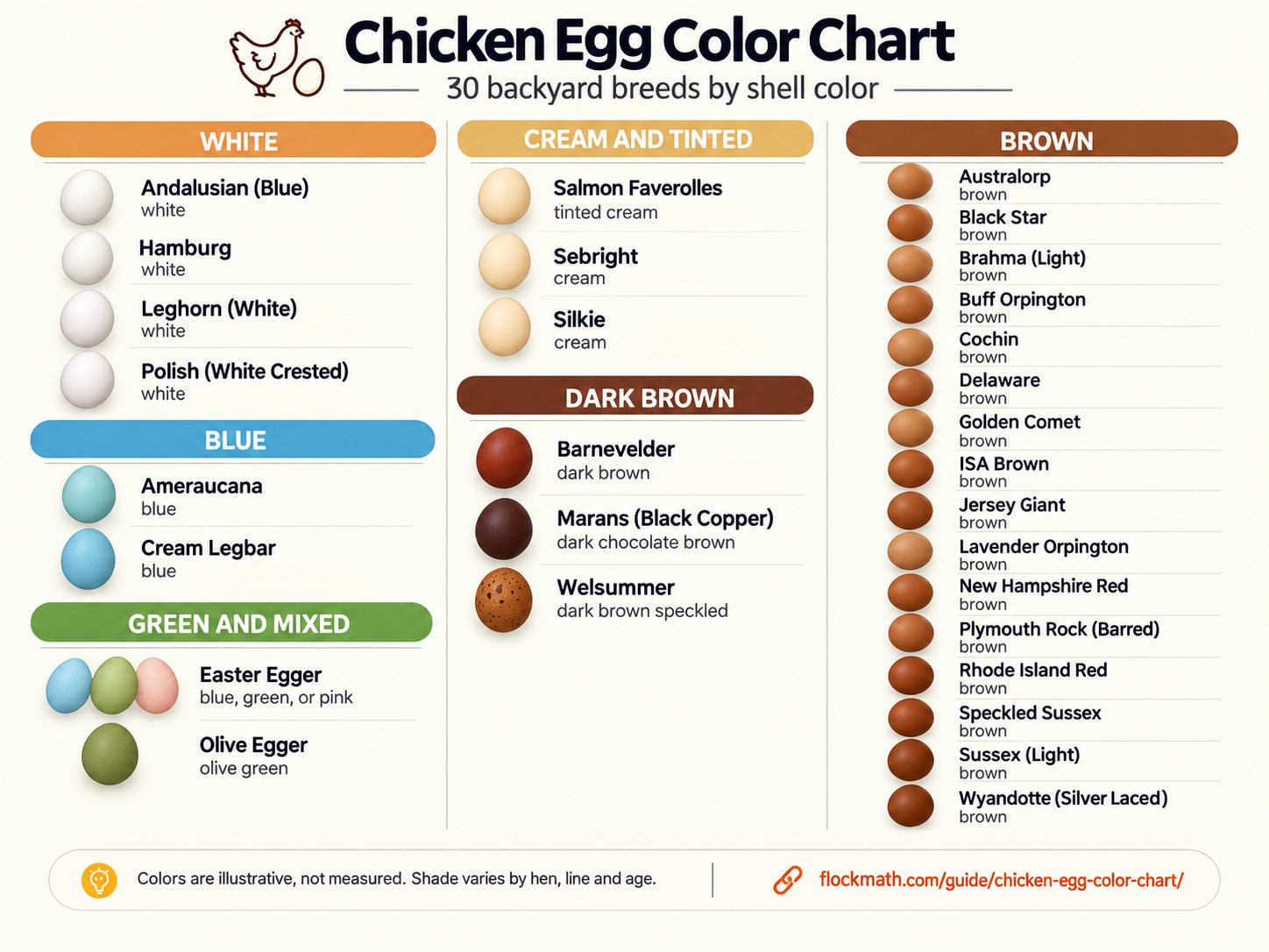 Chicken egg color chart infographic: 30 backyard breeds grouped by shell color, white, cream and tinted, brown, dark brown, blue, and green and mixed, with an egg in each color beside every breed name